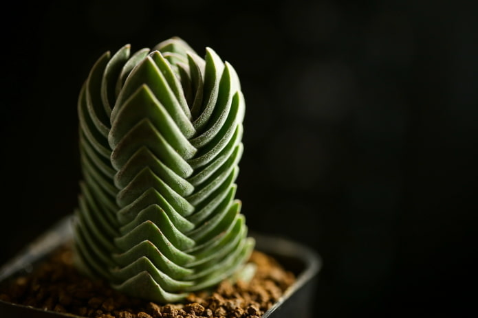 Crassula Buddha Temple