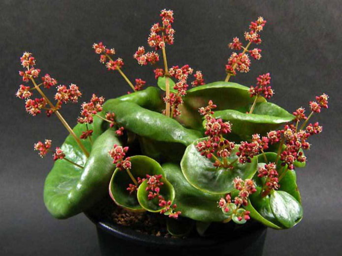 Crassula Wine Cup