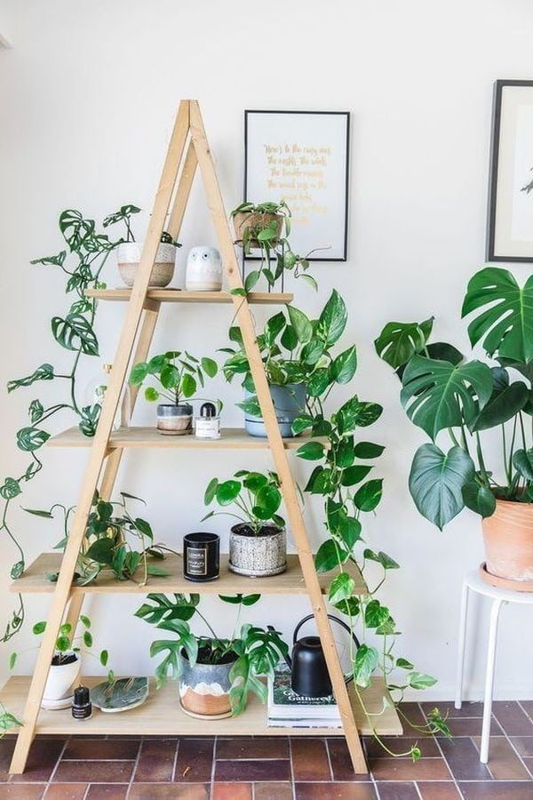 Plantas en un estante de madera