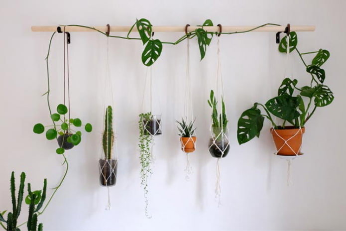 Plantas en la pared de la cornisa.