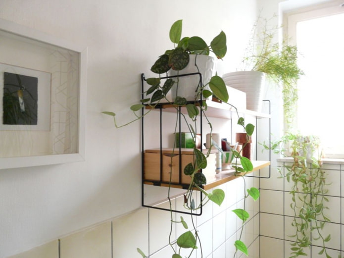 plantas en el estante del baño