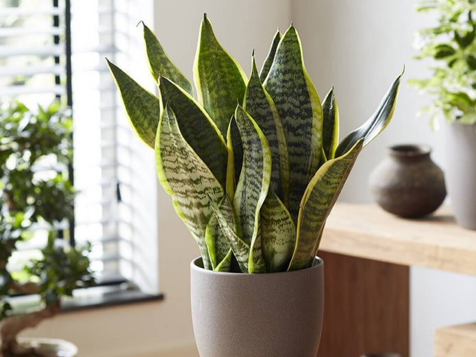 sansevieria para baño