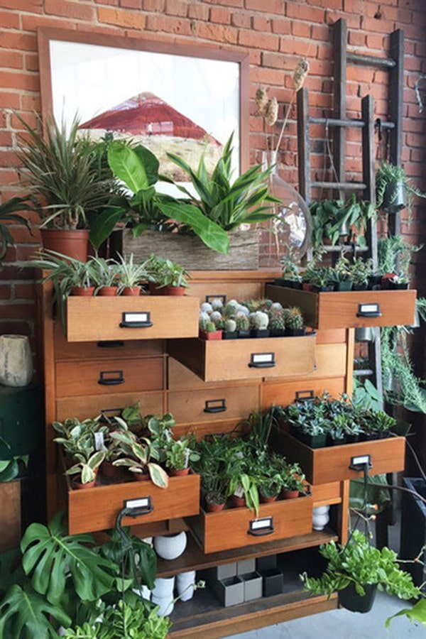 Plantas en cajonera