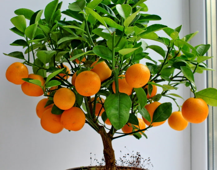 árbol de mandarina