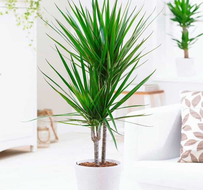 Dracaena