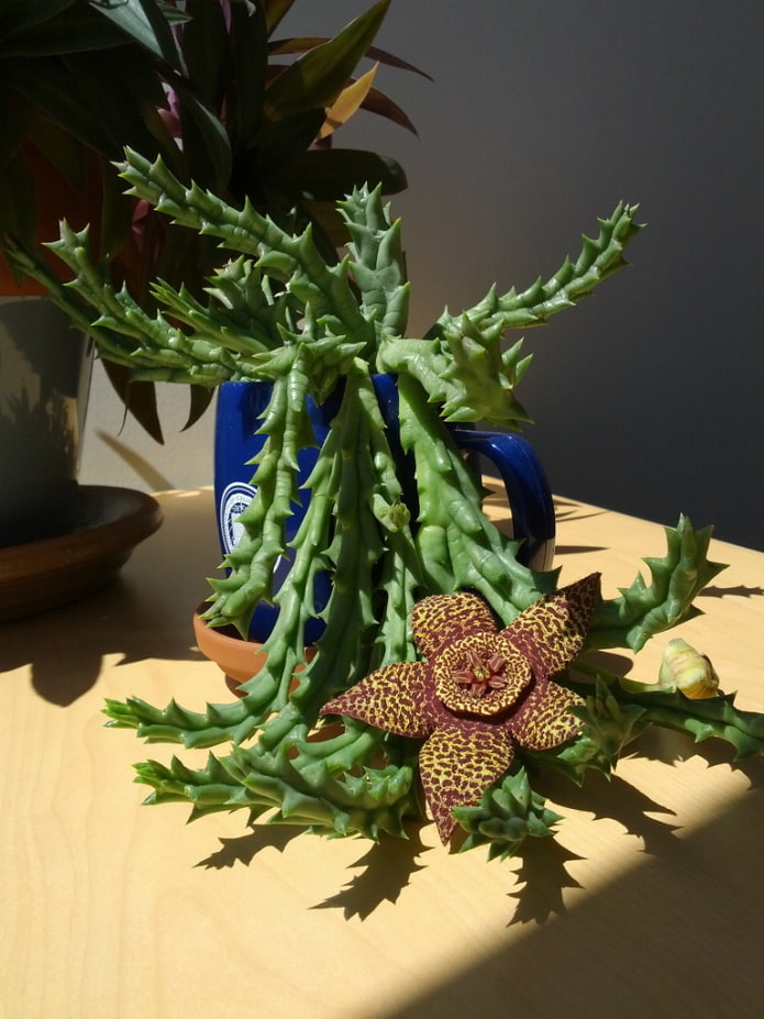 Stapelia floración