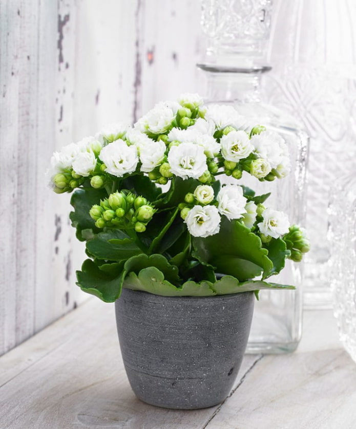 floreciente Kalanchoe