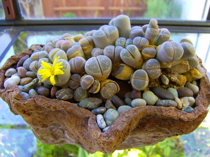 mga larawan ng lithops