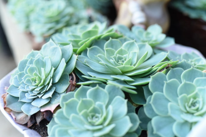 echeveria en una olla