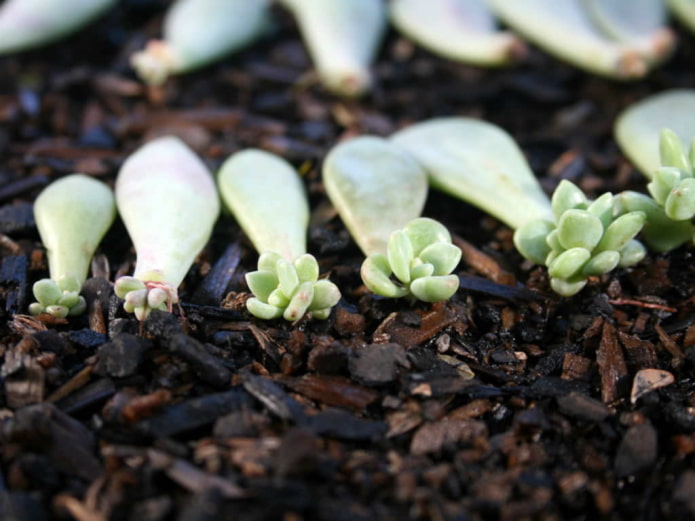 cría de echeveria