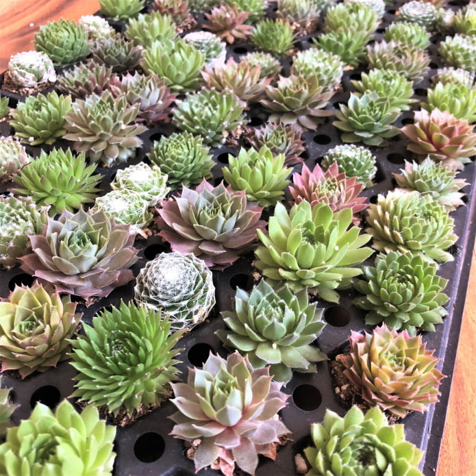 maraming succulents