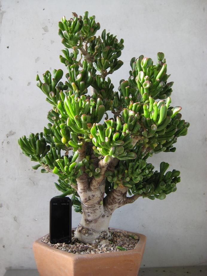 adulto Crassula el hobbit