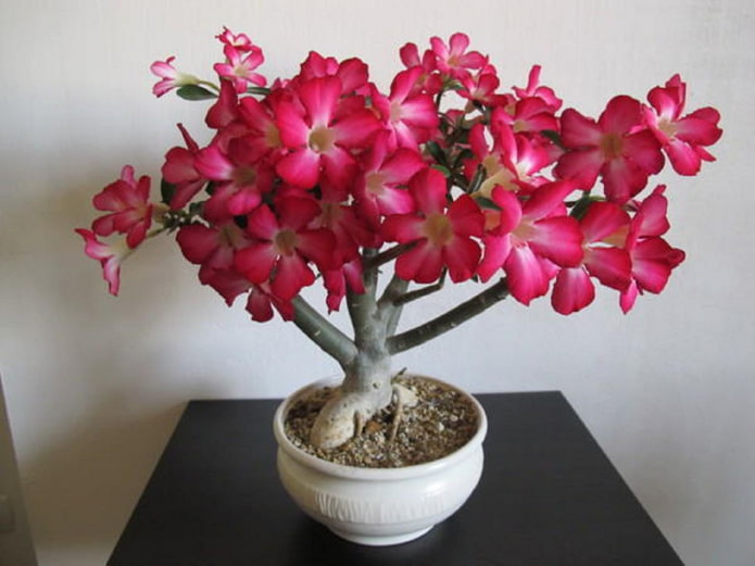 adenium floreciente