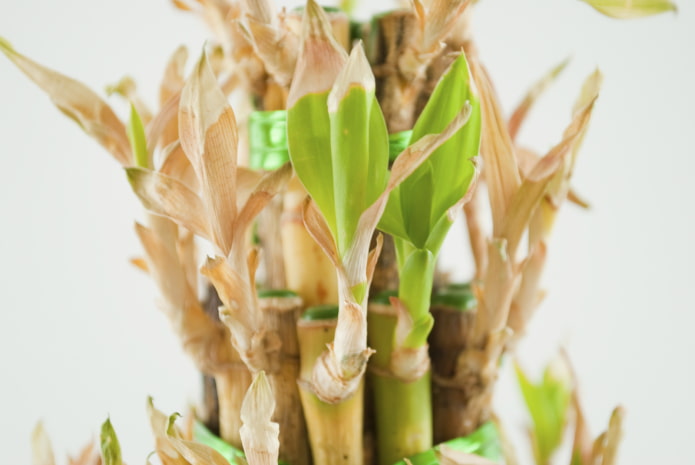 hojas de bambu amarillas