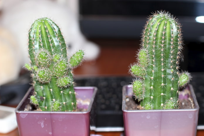 bebés de cactus