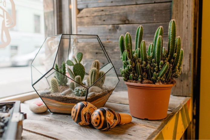 cactus en el florarium