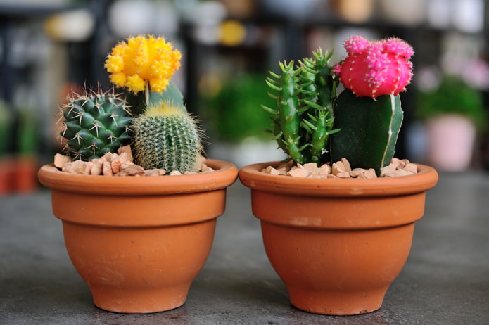 kits de cactus en una maceta