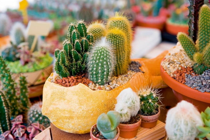 que cultivar cactus