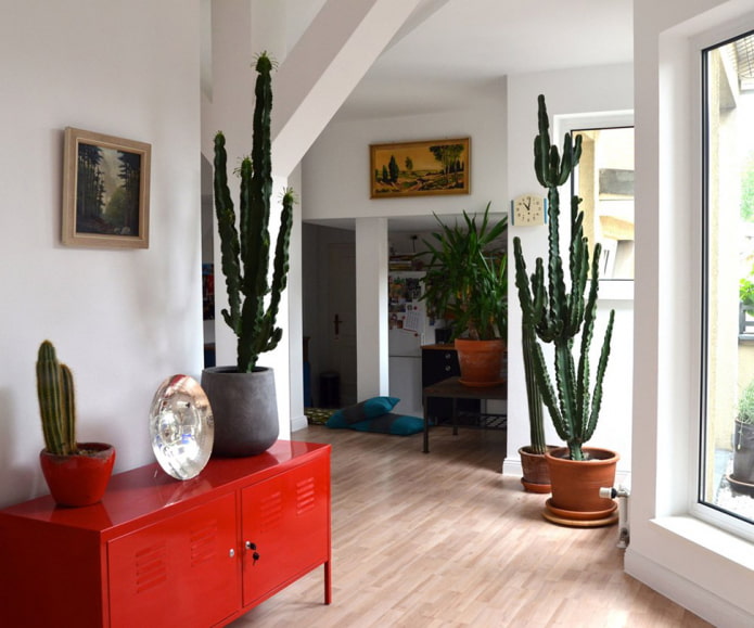 grandes cactus en el interior