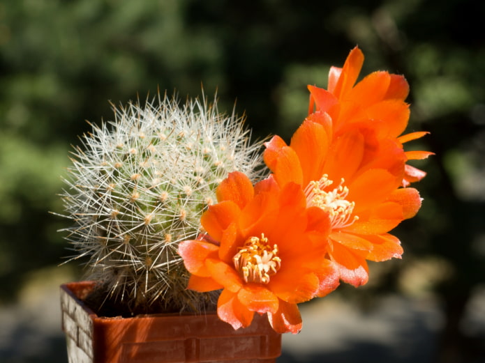 Rebutia florece