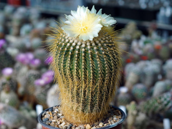 pequeño notocactus