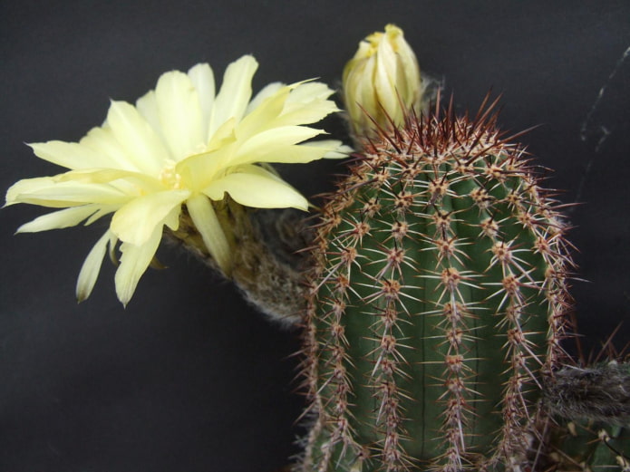 flor de echinopsis