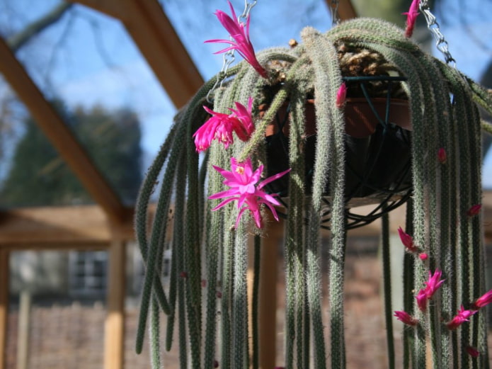 Aporocactus nasa hustong gulang