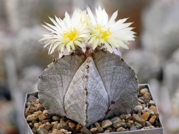 flores de astrophytum