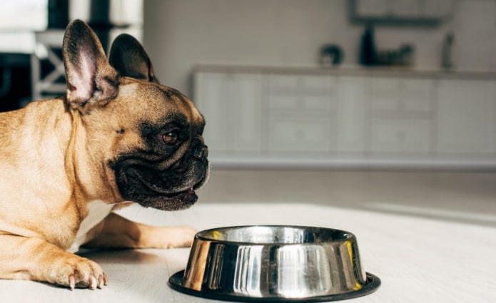 lugar de alimentación del perro