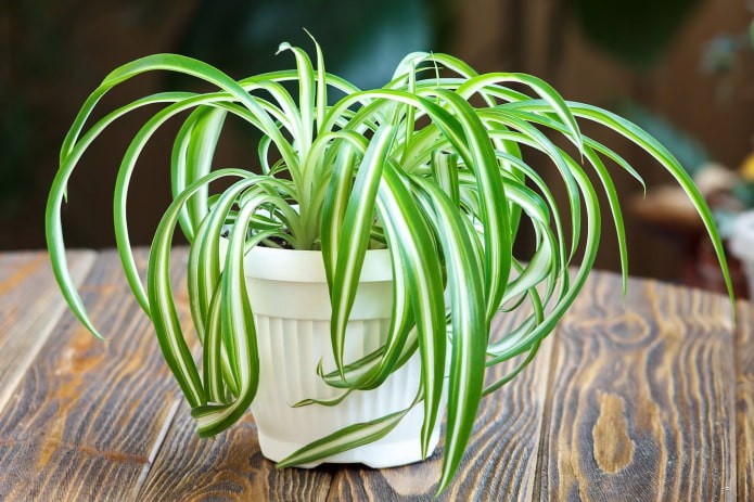 chlorophytum bata