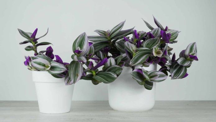 brillante tradescantia