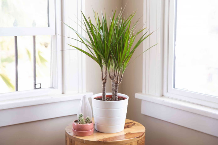 dracaena de hojas estrechas