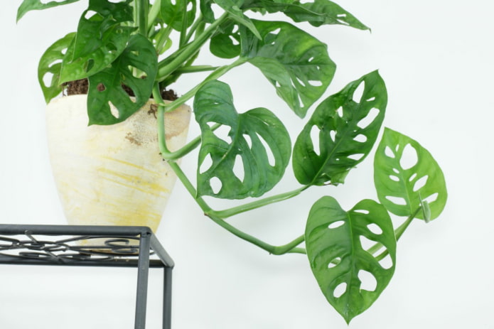 monstera con hojas pequeñas