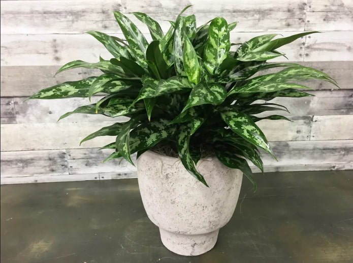 aglaonema abigarrado