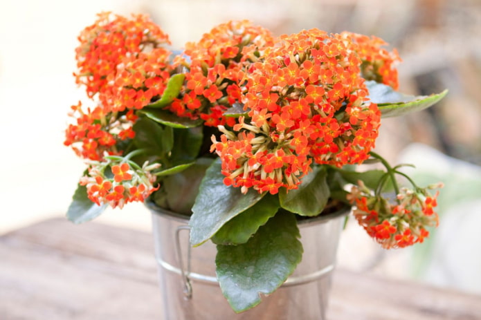 Kalanchoe en flor