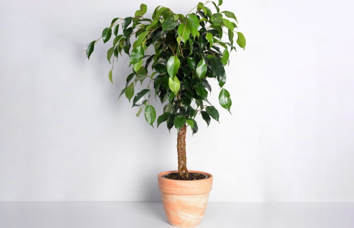 coleta de ficus