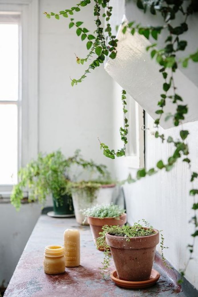 Plantas en macetas de cerámica