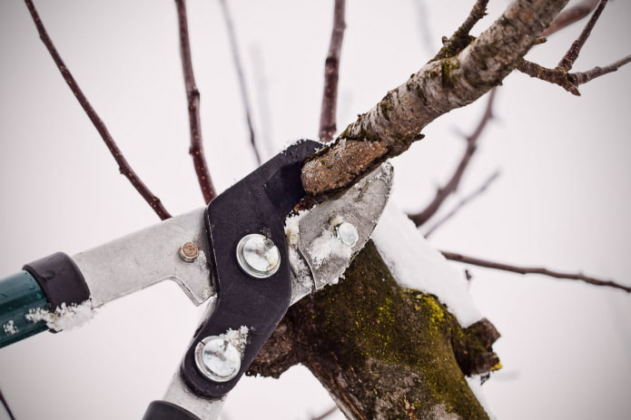 Pruning sa taglamig