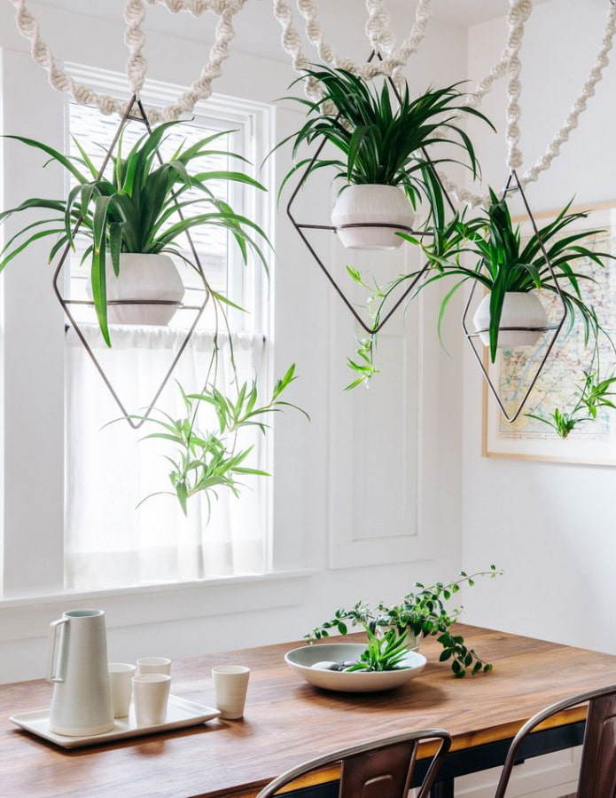 Plantas sobre la mesa