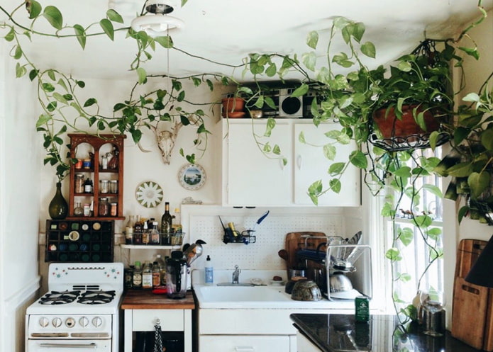 Scindapsus en la cocina