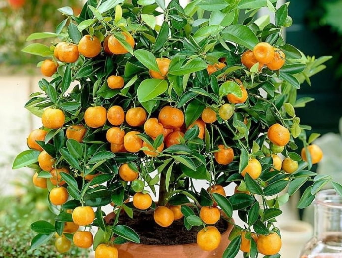 Calamondin