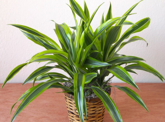 Dracaena fragante