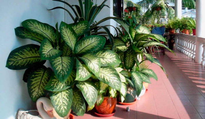 Dieffenbachia