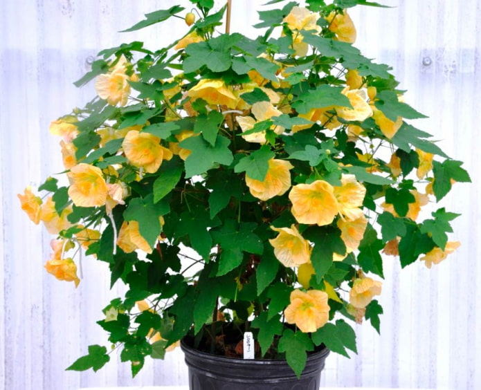 Abutilon