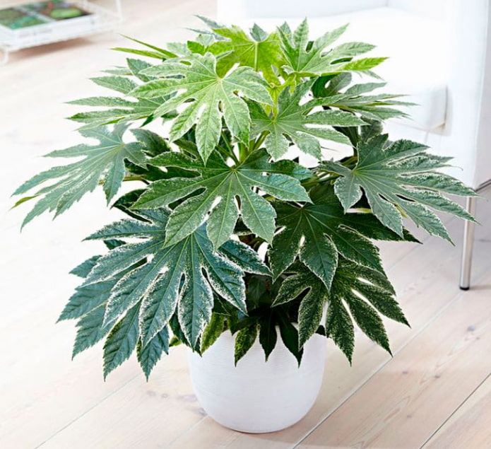 Japanese fatsia