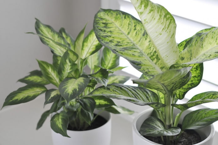 Dieffenbachia