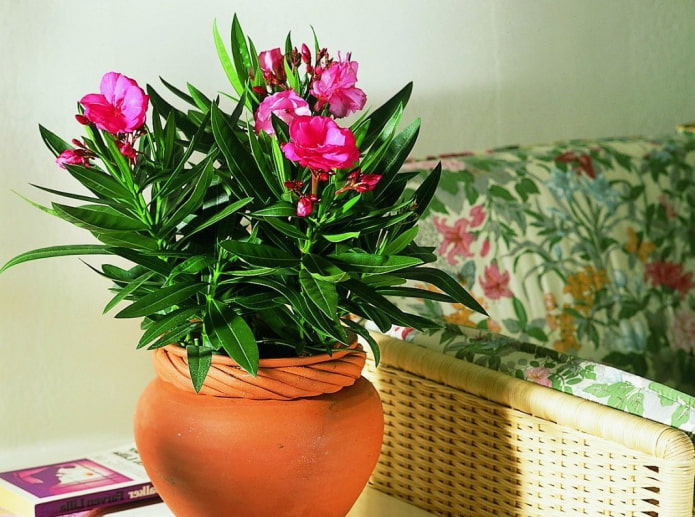 Oleander ordinario