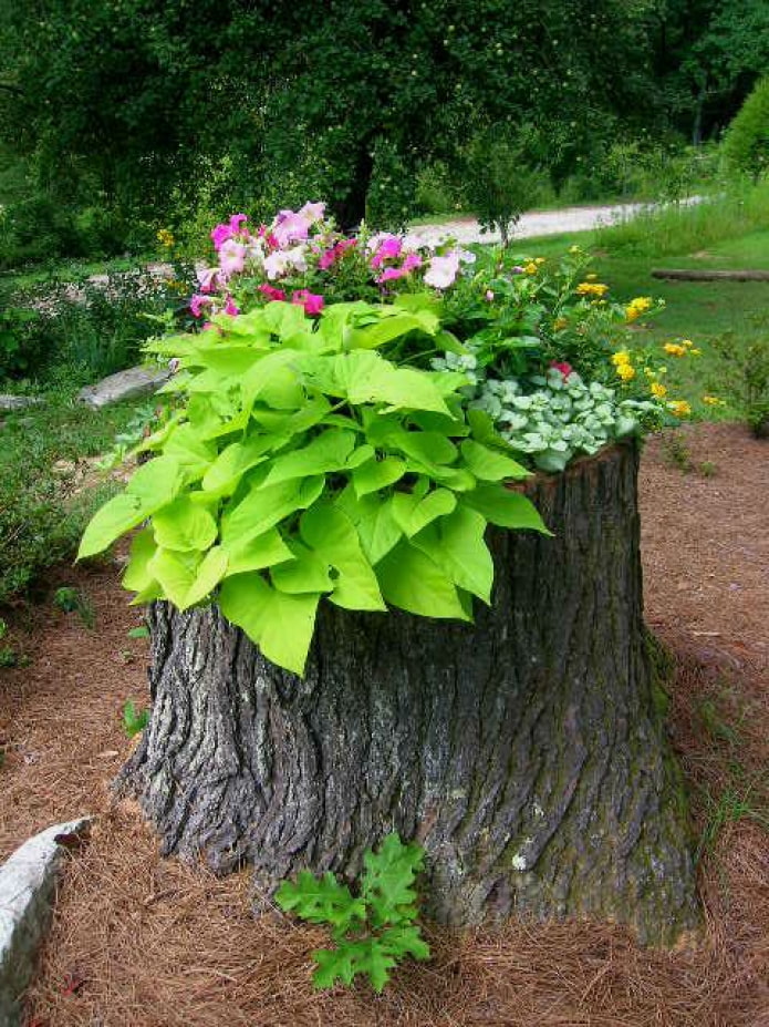 Macizo de flores en el tocón