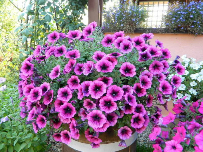 Petunia híbrida