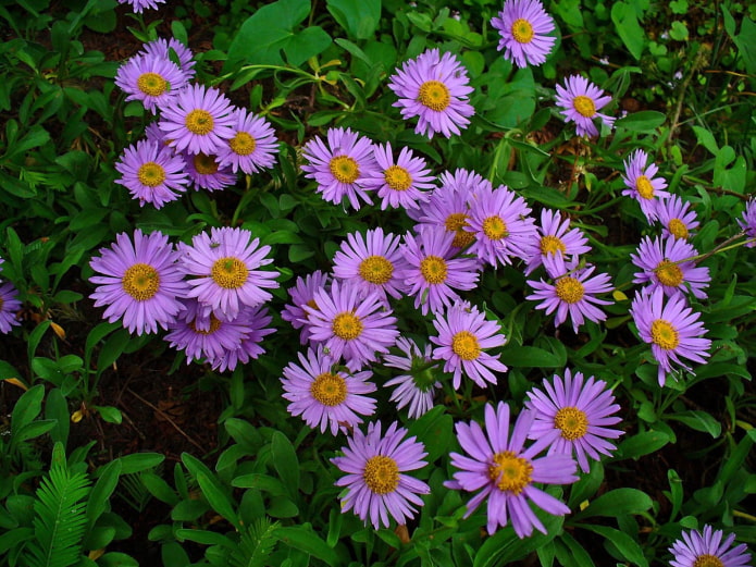 Aster